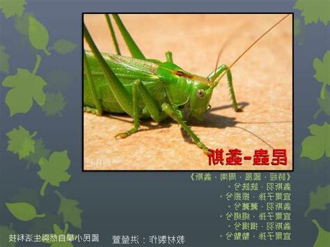 螽斯蟄蟄 意思